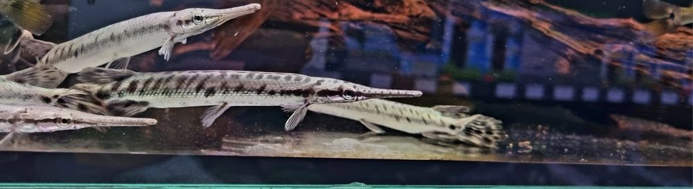 Niszczuka florydzka (wysyłamy)