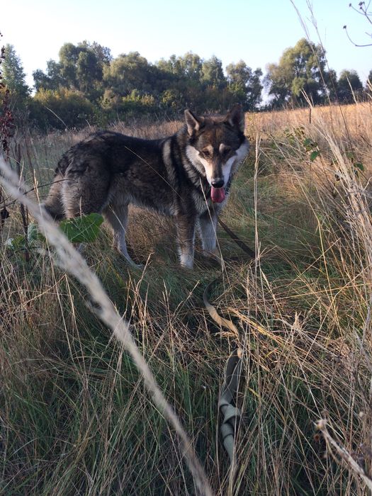 Пропала собака західно -сибірська лайка