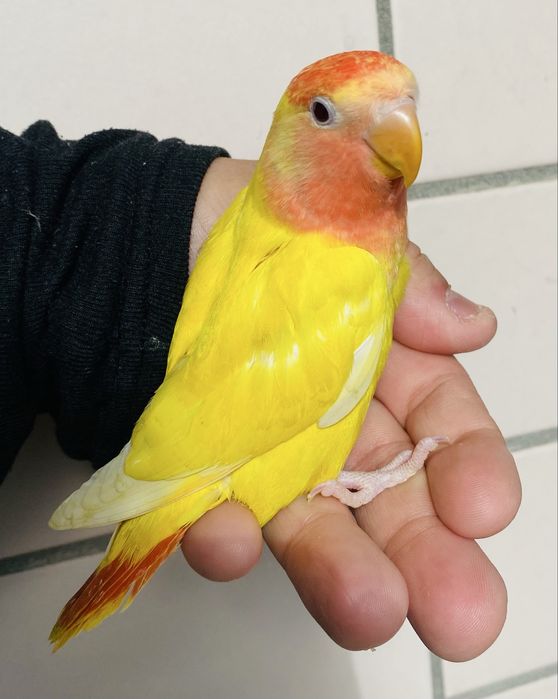 Agapornis domesticado