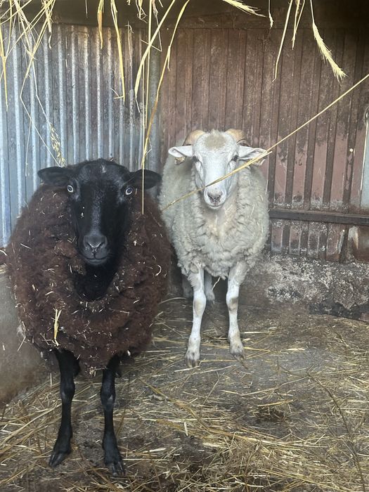 Casal de ovelhas
