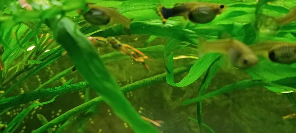 Рибки акваріумні Гупі