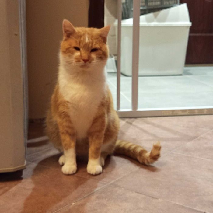 rudy kotek szuka domku