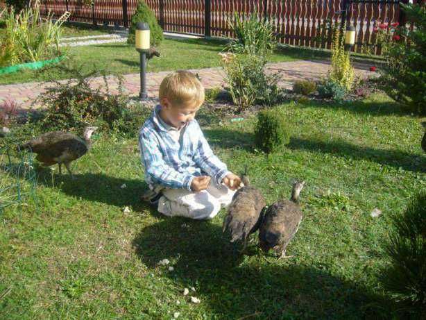 Pawie białe samica/samiec