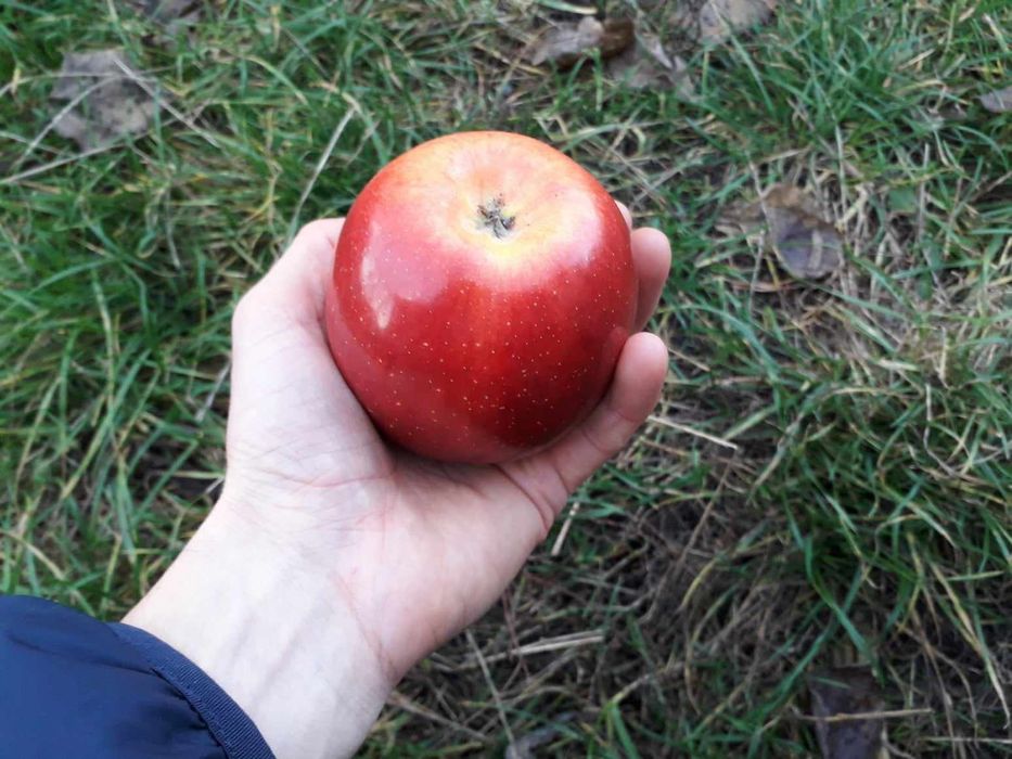 Саджанці плодових і декоративних