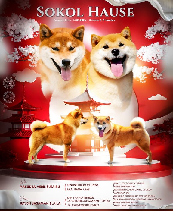 Дітки шибаіну,КСУ