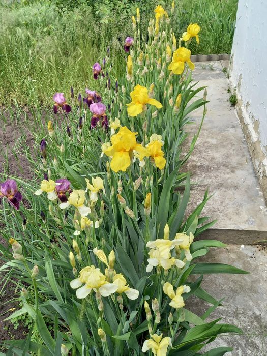 Ірис старі сорти квіти півники