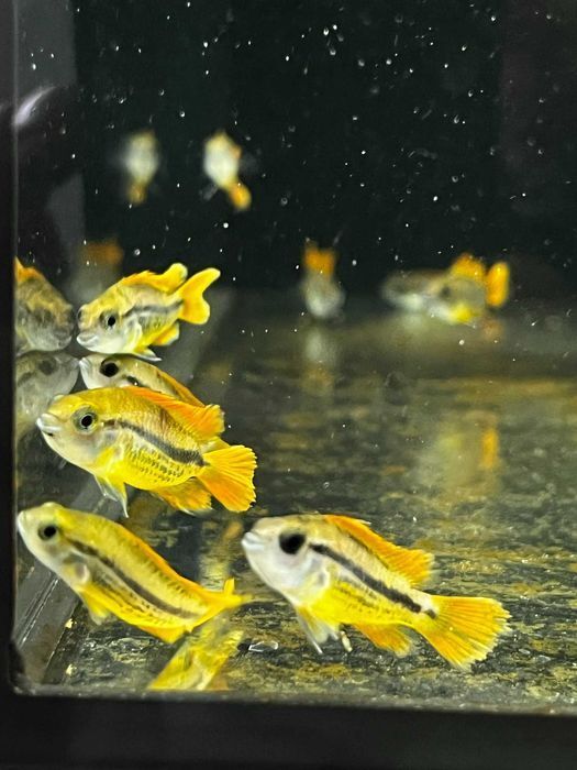 Kakadu Orange - SKALMAR Sklep Akwarysty