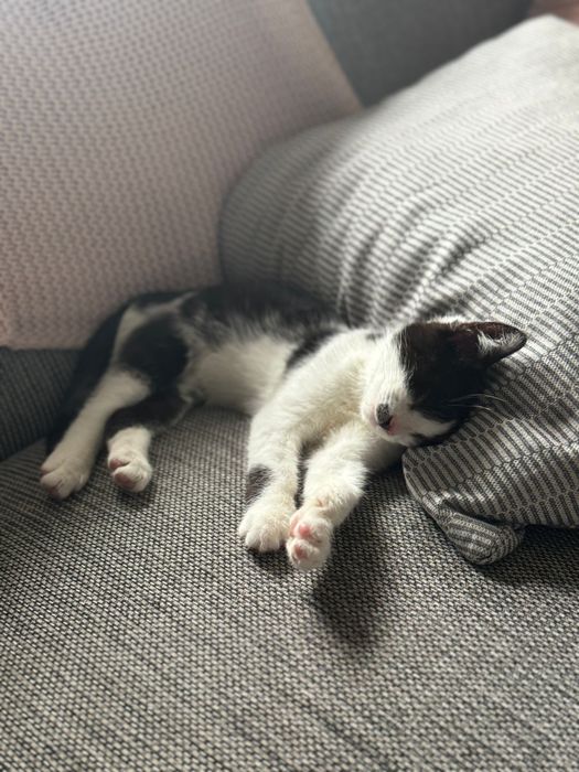 Kocurek 4 mce Oreo szuka domu