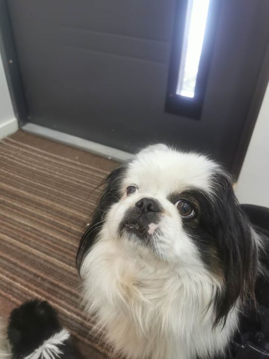 Sprzedam pekińczyki