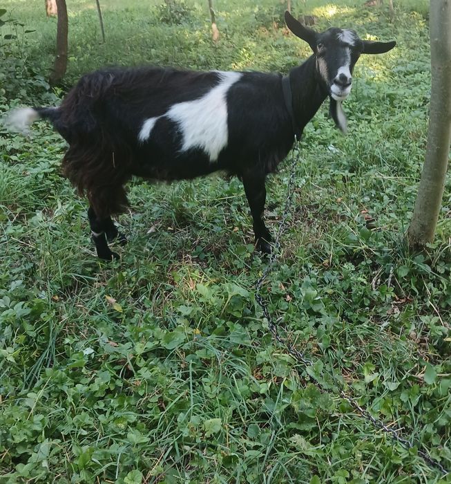 Коза молочна. Ціна договірна