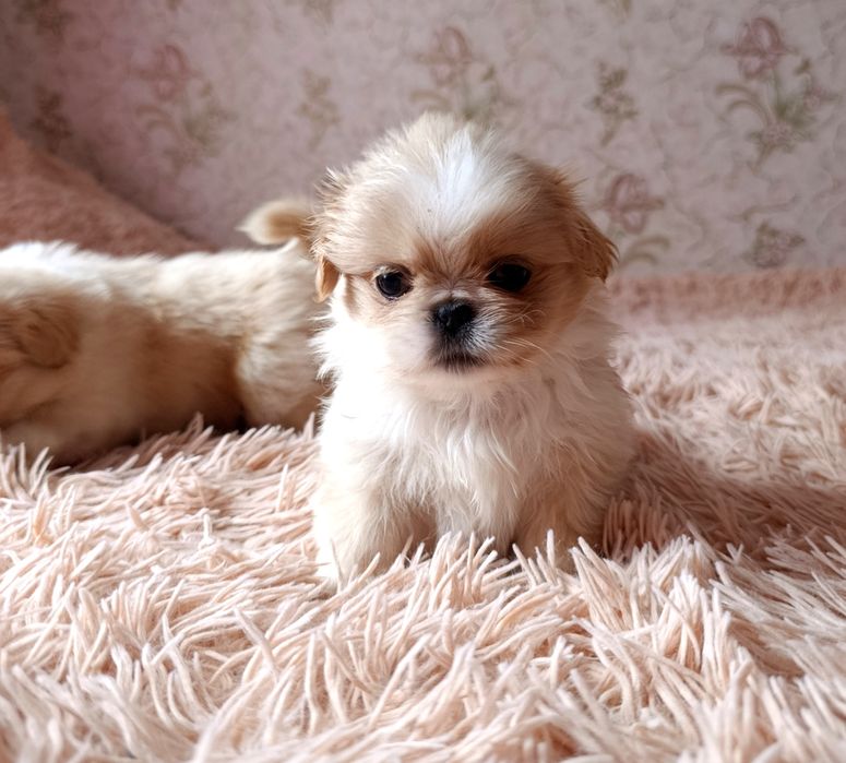 Цуценята породи пекінес