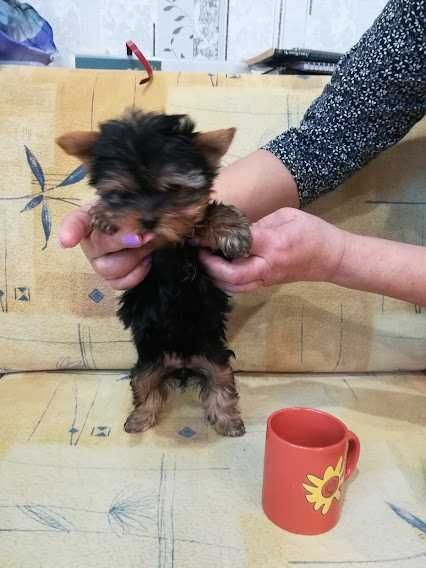 Йорки, що підкорюють серця – чарівні малюки для щасливої сім’ї