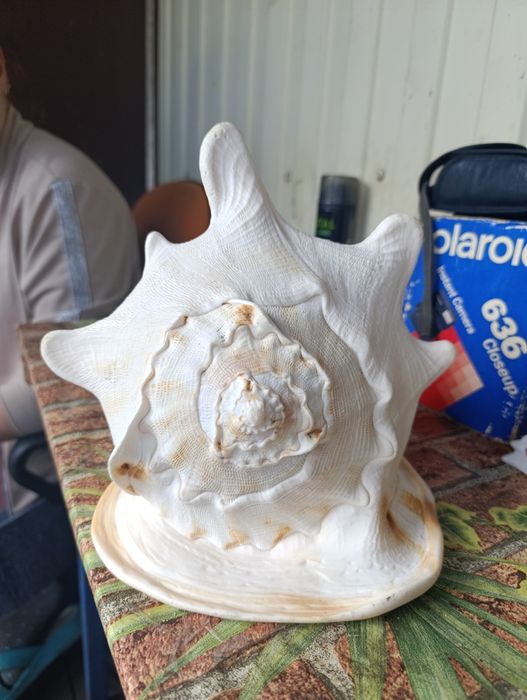 Большая ракушка..