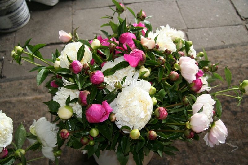 Sprzedam byliny do ogrodu 10szt