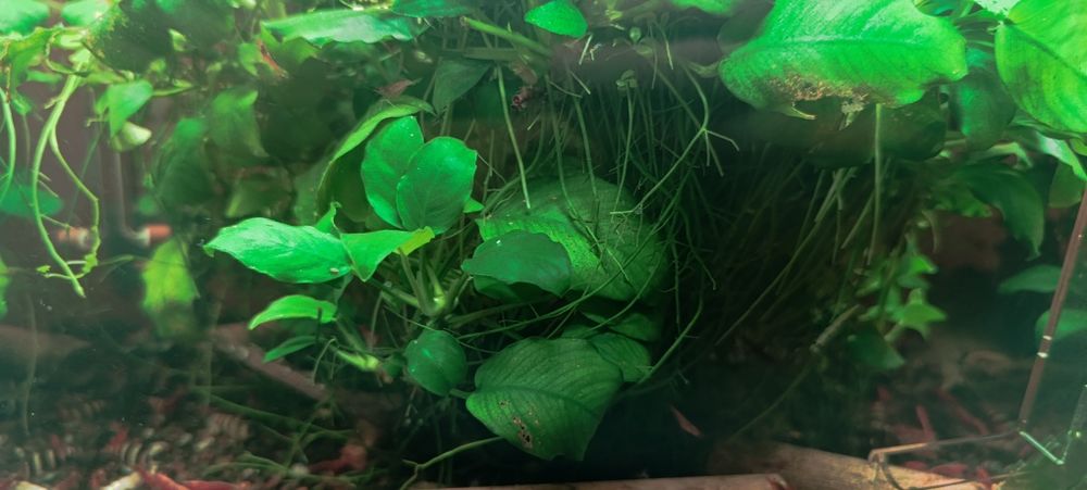 Anubias barteri średni