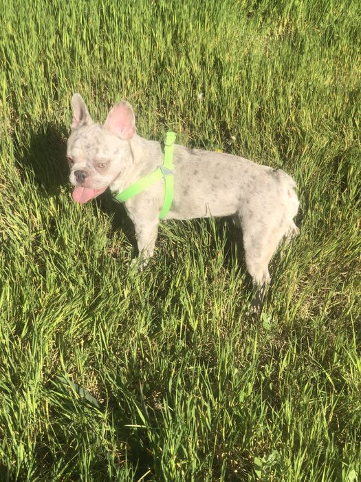 Французский бульдог,вязка