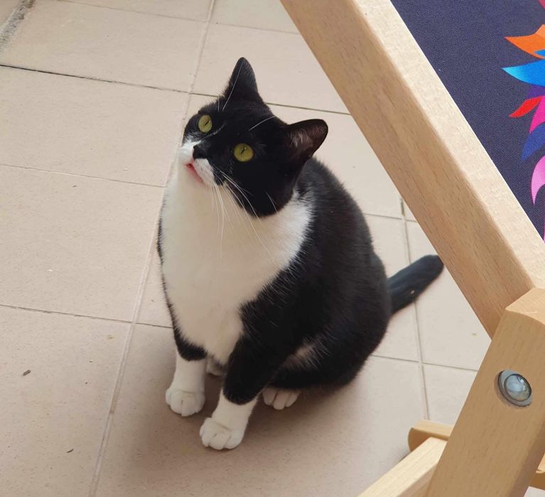 Wyjątkowa Lonka szuka domku