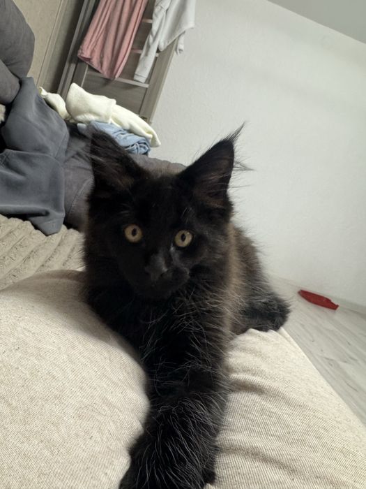 Кошенята мейн кун