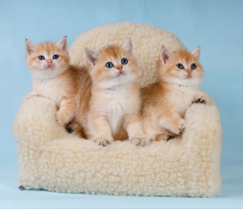 Котята золотая шиншилла