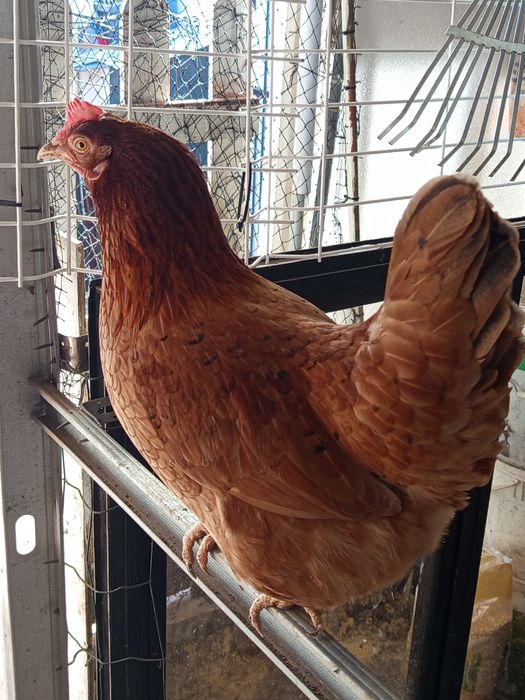 Animais saudáveis e  desparasitados