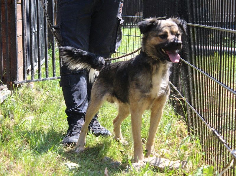 Pies Babiś do adopcji. Oddam psa