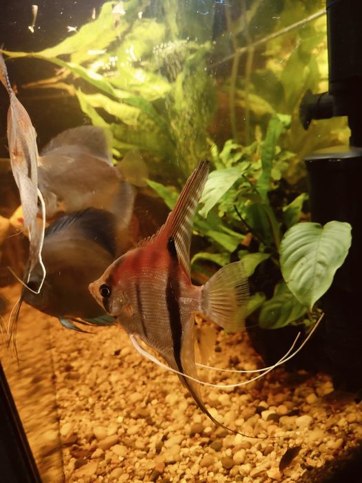 Sprzedam piękne skalary manacapuru