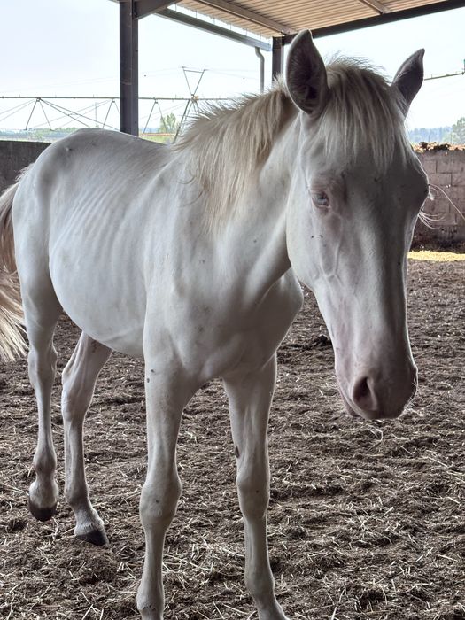 Poldro isabel 2 anos PSL
