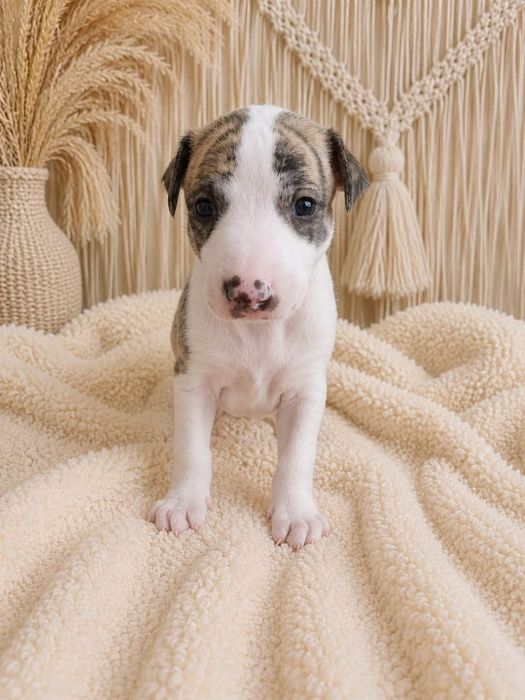 Whippet - Chart Angielski / FCI piesek