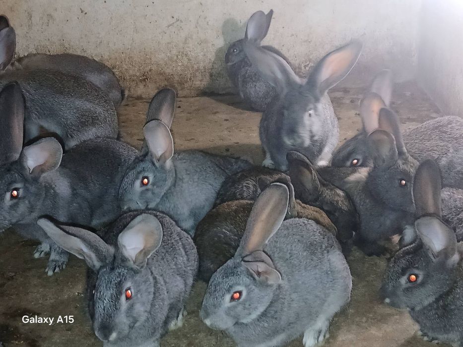 Кролики молодняк