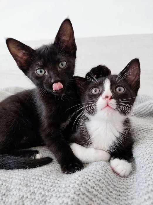 Setúbal / Margem Sul / Lisboa — DOC + BASHFUL, gatinhos para adoção conjunta