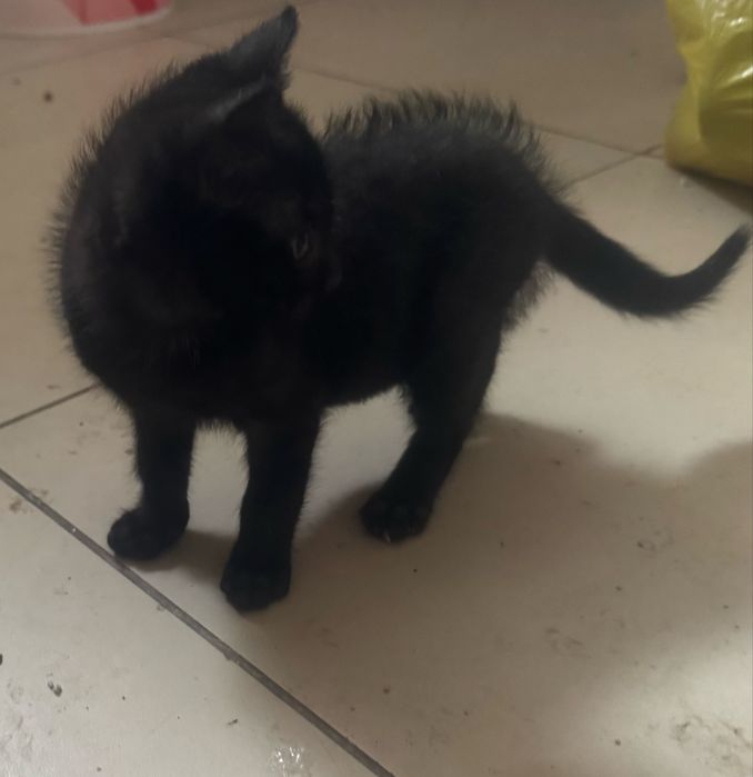 Oddam kocura 3 miesiecznego