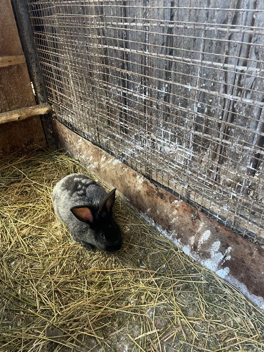 Полтавське срібло. Кріль. Самець.