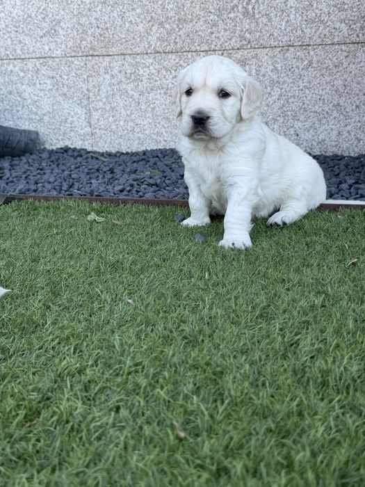 Golden Retriever menino maravilhoso
