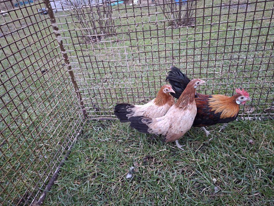 Karzełki karzełek holenderski