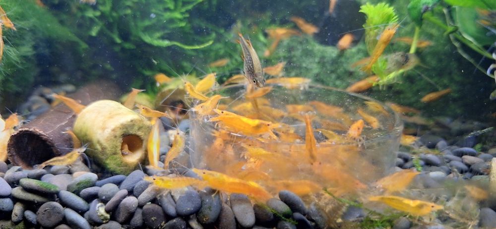 Krewetka Neocardina Orange Sakura