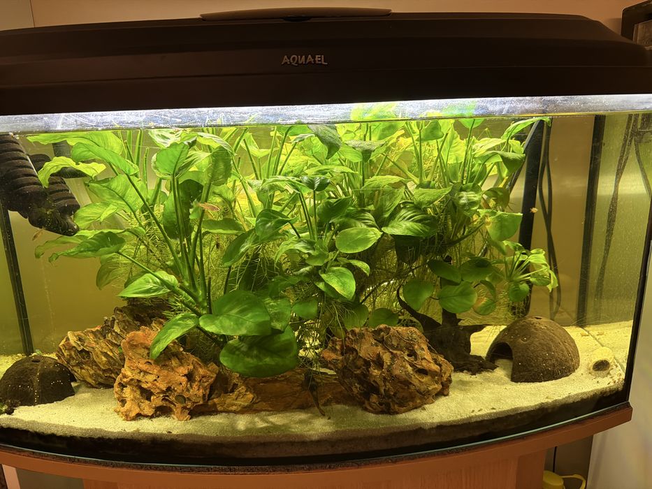 Akwarium 100l z szafką