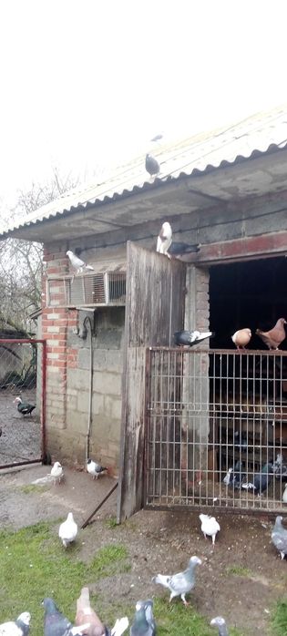 Gołębie pocztowe na sprzedaż