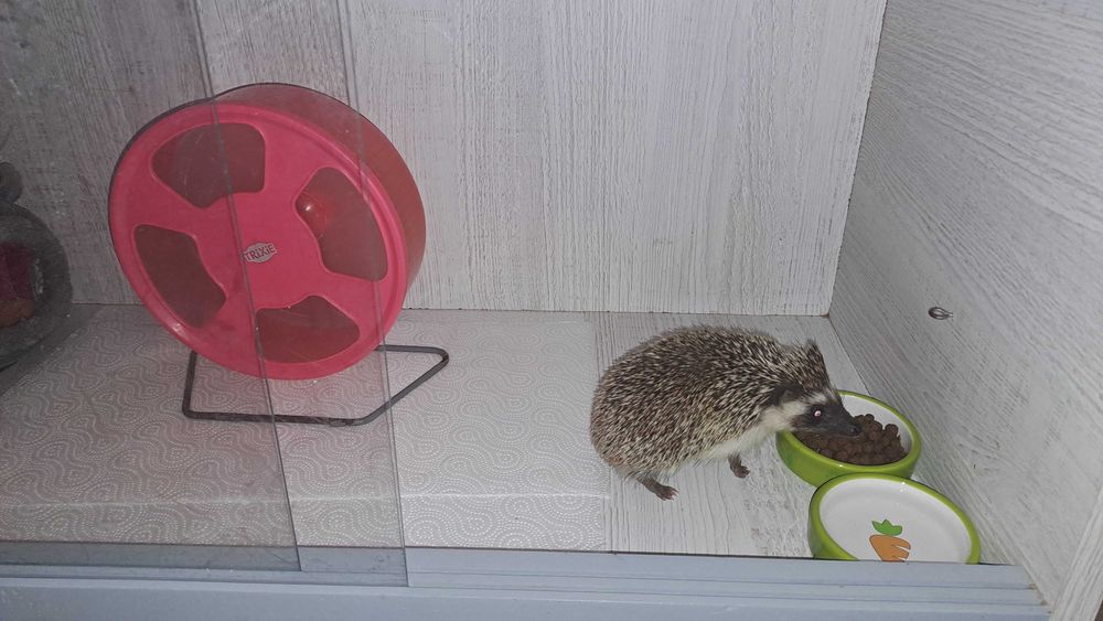 Jeż pigmejski z pełnym wyposażeniem