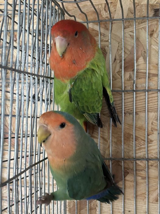 Troca Roseicollis Long Fêmea 2021 Opalina