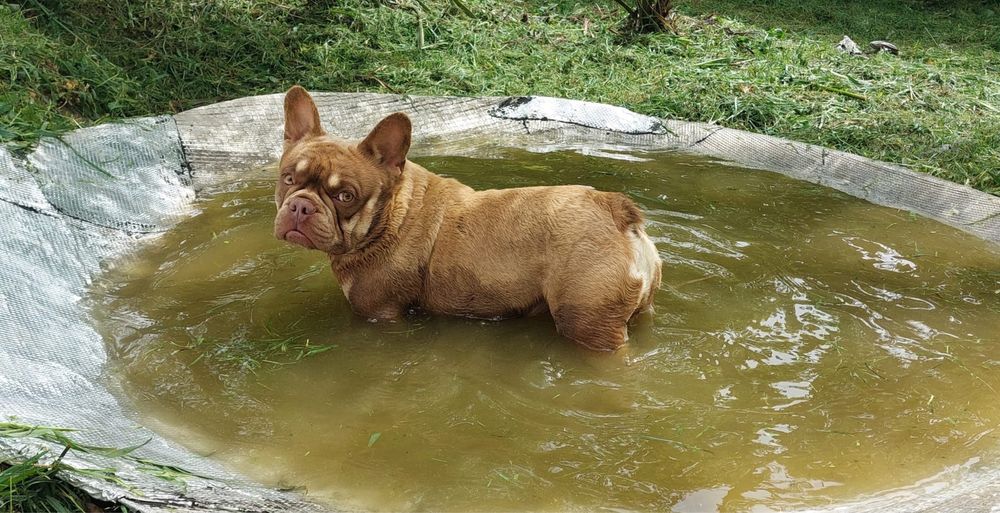 Bulldog francês