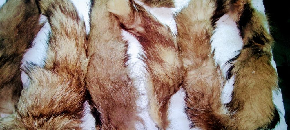 Peles - 6 rabos e 1 pata