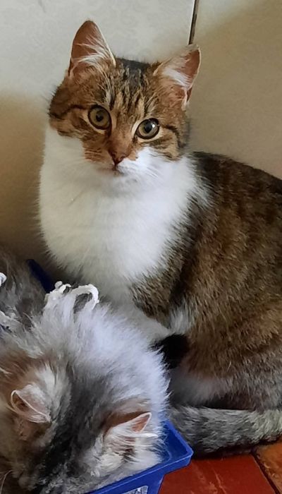 Киця Мінні шукає дім ( кіт, киця, кішка, котик, котеня