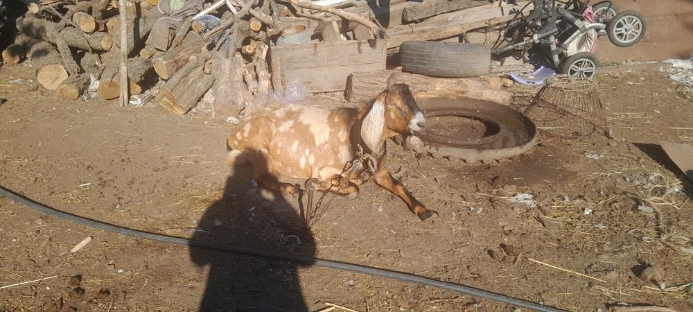 Англонубійські кози