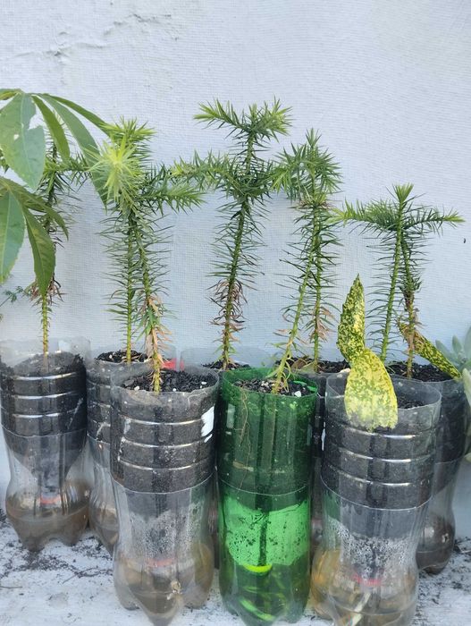 Planta Araucaria Brasileira.