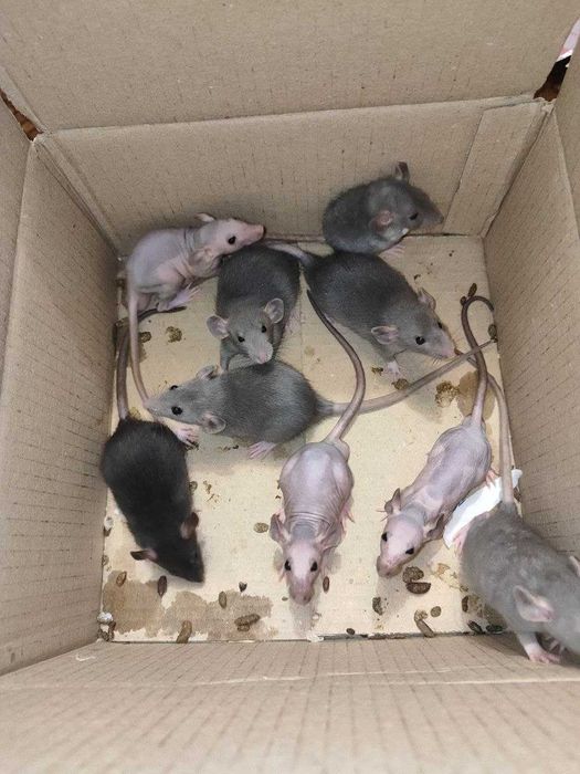 Продам крысят детенышей. Крыса, щур. Дамбо , рекс , дабл рекс (РЕДКИЕ)