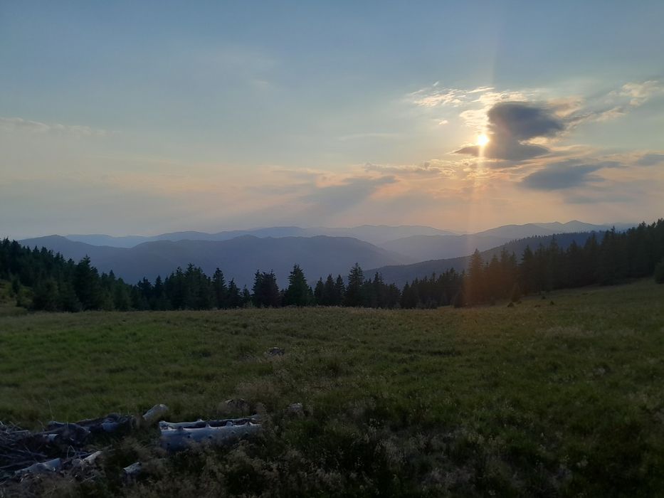 Ісландський мох з карпат