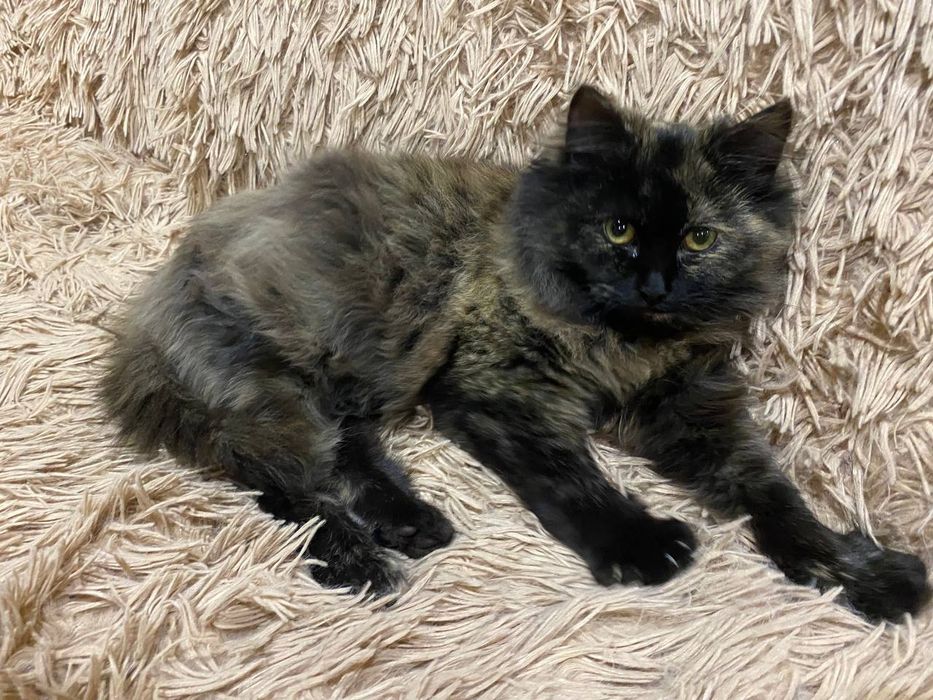 Віддам кошенят в добрі руки