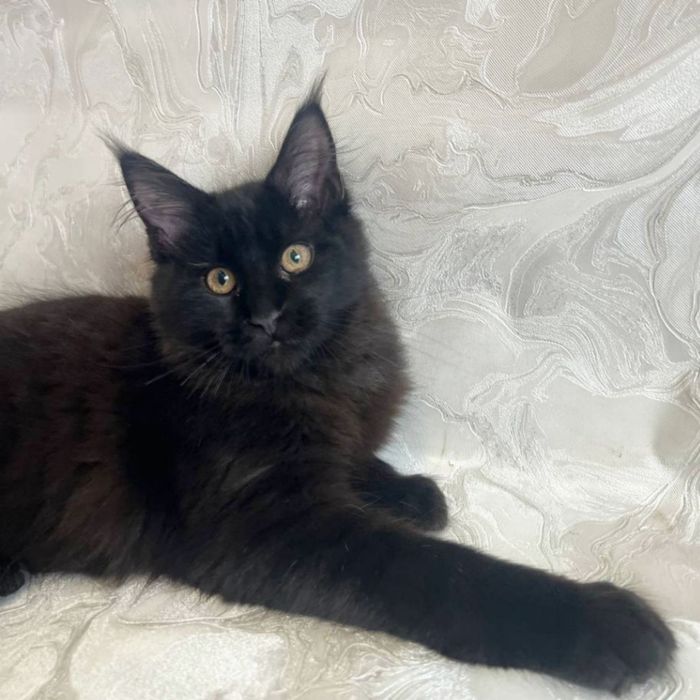 Мейн Кун дівчинка