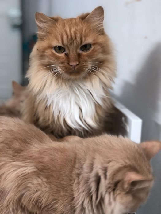 Метиси мейкуна в добрі руки