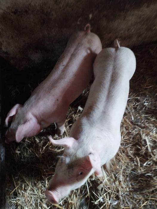 Prosięta mięsne, 30 kg